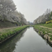 인천 부평 벚꽃 숨은 명소 굴포천 벚꽃 구경