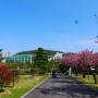 부산 가볼만한곳 : 유엔기념공원 겹벚꽃 명소 꽃구경