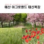 청보리와 겹벚꽃의 조화 아그로랜드 태신목장 예산여행 봄꽃여행