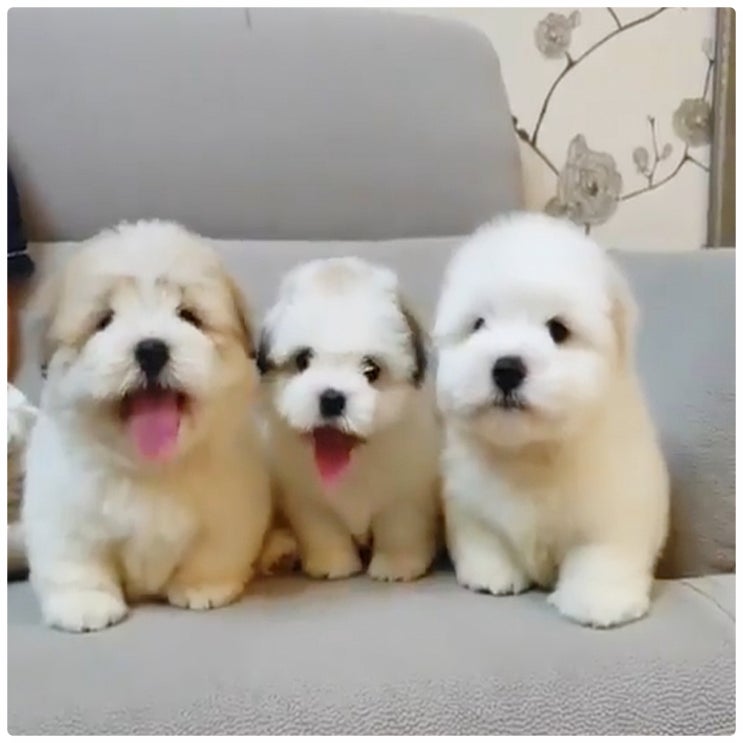 꼬똥 드 툴레아 꼬동 분양 하동 한국꼬똥켄넬 소개 : 네이버 블로그