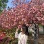 대구 월곡역사공원 겹벚꽃 실시간 개화