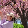 대전 겹벚꽃길