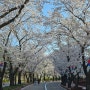 벚꽃엔딩 에덴벚꽃길 벚꽃축제