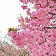 천안 벚꽃 명소 각원사 겹벚꽃만개 가볼만한곳 봄여행