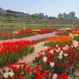 서울 동대문구 장평교 중랑천 튤립 꽃밭 - 이번 4월 둘째주 주말이 튤립 꽃 개화 절정이다