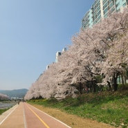 산곡천 ~ 당정뜰(위례강변길) ~ 미사경정공원 벚꽃길을 이어 걷다