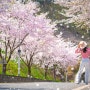 2024.04.10 벚꽃엔딩을 맞기위해 다시찾은 유구읍 벚꽃길, 칠갑산 도림로 벚꽃길
