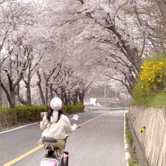 인천 벚꽃명소 :: 신시모도 벚꽃 (4/11 상황) / 배시간 & 전동스쿠터 대여 / 인천 가볼만한곳