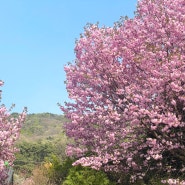 천안 각원사 겹벚꽃 만개 상황!! [24년 4월 둘째 주]