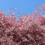 4월 가볼만한곳 올림픽공원 봄 피크닉 봄꽃구경