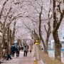 삼척 장미공원 벚꽃 & 오십천 벚꽃길 (2024.04.10)