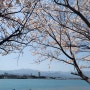 2024-04-13 속초 영랑호 벚꽃