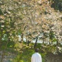 천안 아산 가볼만한곳 4월 벚꽃명소 현충사 실시간 개화