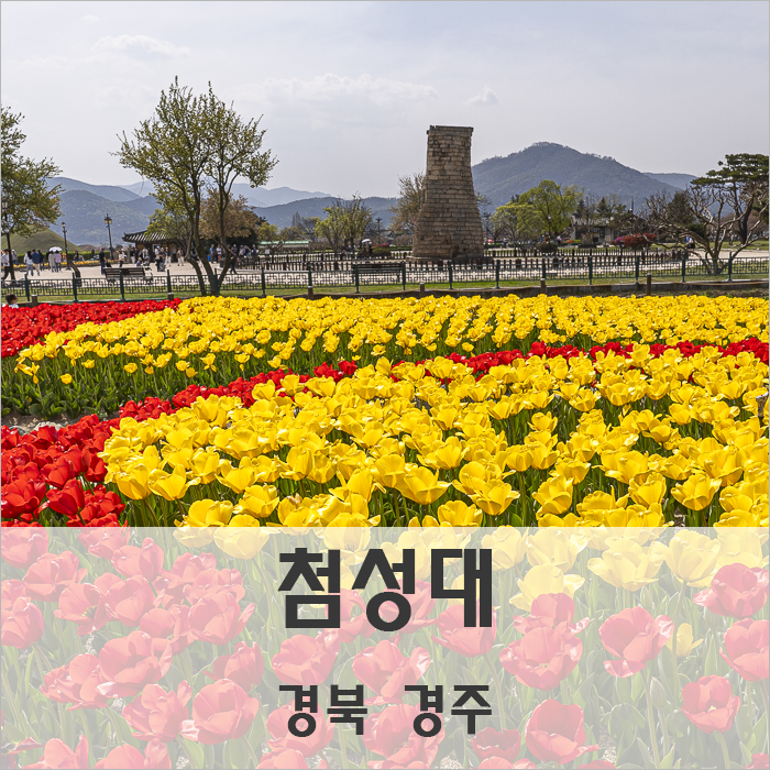 튤립 보러 오세요 첨성대 꽃밭으로 [경북 경주 가볼 만한 곳]