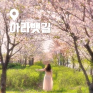 인천 서구 가볼만한곳 경인 아라뱃길 벚꽃길 산책