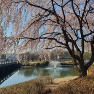 [대전/카이스트] 올해 벚꽃구경 모음