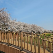 경기도 벚꽃명소 ) 시흥갯골생태공원 피크닉✨️벚꽃놀이🌸