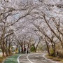 아직 끝나지 않은 속초 영랑호 벚꽃(2024.04.12)