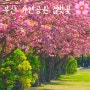 부산 겹벚꽃 명소 유엔공원 이번 주 절정 겹벚꽃 개화시기
