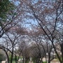 아직 벚꽃이 있는 인천 벚꽃 명소 : 굴포공원 (4월 12일)