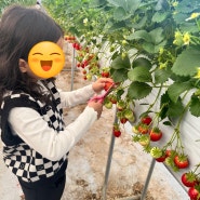 [논산] 딸기따기 체험도 하고 아이들은 신나게 놀수 있는 논산 온누리딸기농장