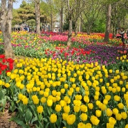 전주여행 4월에 가볼만한곳 -전주수목원 튤립, 완산칠봉꽃동산 겹벚꽃, 철쭉