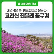 [강화 고려산] 매년 4월, 핑크빛으로 물드는 진달래 꽃구경