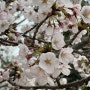 수봉공원에서 벚꽃구경