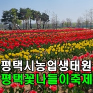 평택시 농업생태원 꽃나들이 축제 튤립축제 놀거리 먹거리 다녀온 후기