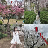 일본 도쿄 가볼만한곳 우에노공원 (벚꽃축제, 입장료)