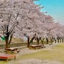 속초 벚꽃 명소 상도문돌담마을 벚꽃 (2024.04.12)