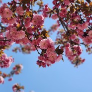 구미 겹벚꽃 명소 문성지 들성생태공원은 지금(24.04.13)