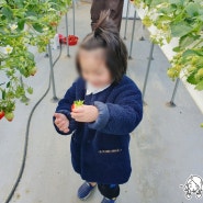 천안 아산 딸기체험 아이랑 딸기따기 온천딸기농장