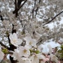 동촌유원지 (공항교~ 아양교) 벚꽃(24.03.31일) 기록