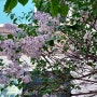 [2년 전 오늘] 5월 라일락 꽃말 수수꽃다리 차이