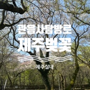 제주 한라산국립공원 관음사 벚꽃산책 프로그램