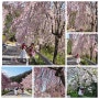 거창 수양벚꽃길 (농산교~병곡마을) 실시간