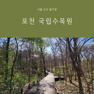 포천국립수목원 주차 예약 벚꽃 카페 서울 근교 꽃구경