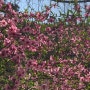 남한산성 벚꽃 소식🌸(24.04.13)
