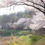 4월 주말 벚꽃 나들이 서서울호수공원의 봄