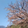 2024-04-12 속초 설악산 벚꽃, 비선대