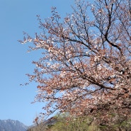 2024-04-12 속초 설악산 벚꽃, 비선대