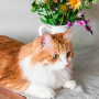 고양이 프리지아 반려묘 안전한 꽃과 식물 알아보기