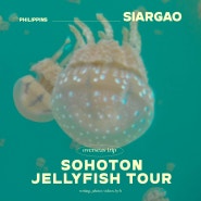 특별한 시아르가오 액티비티 소호톤 젤리피시 해파리보호구역 조인투어