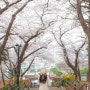 4월 주말 나들이 | 인천 개항로 벚꽃 명소 자유공원
