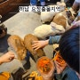 [송파,위례,하남]요정출몰지역 토끼밥 먹이주기체험