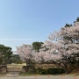 호암미술관 벚꽃길 이번주말이 마지막일듯 (예약필수)
