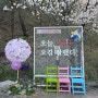 대전 주말 나들이 2024 금산 보곡산골 산벚꽃축제