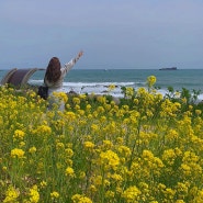 [울산] 슬도 유채꽃밭 개화상황 24.04.10 실시간 바다풍경까지 인생사진각이네요!