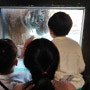 서울대공원 동물원 나들이 (리프트와 코끼리 열차 주차 정보 그리고 꽃)